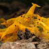 Going for Gold , Golden Neocaridina Shrimp Buy Now at Shrimp Cove