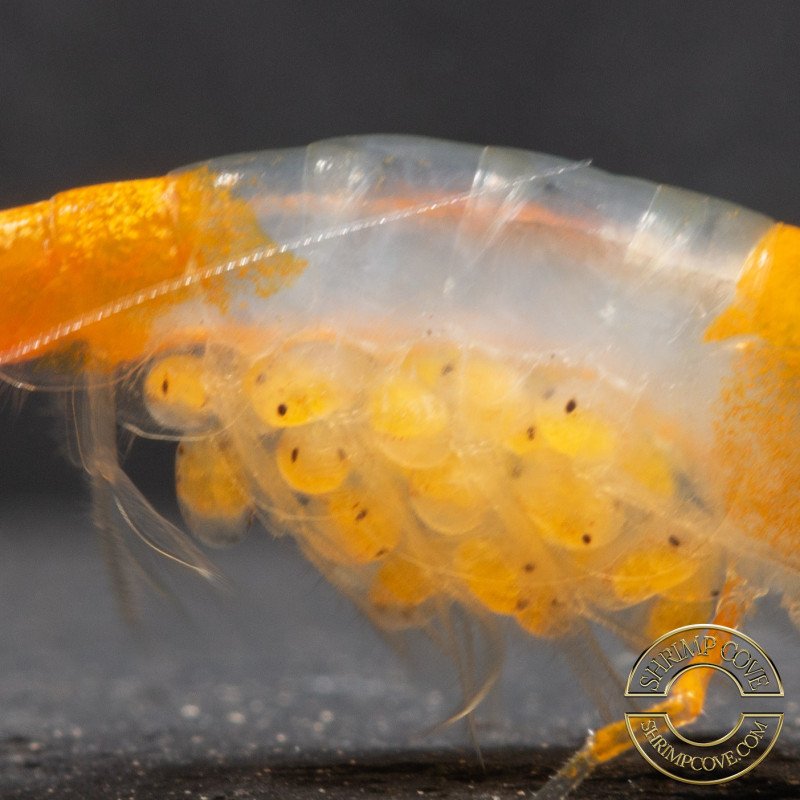 Tangerine Dream Rili Shrimp - High Grade