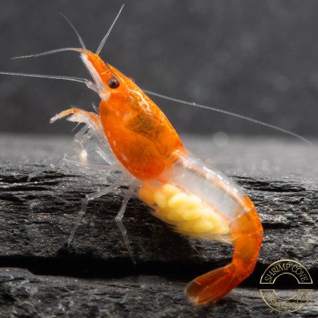 Tangerine Dream Rili Shrimp - High Grade