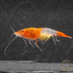 Tangerine Dream Rili Shrimp - High Grade