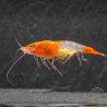 Tangerine Dream Rili Shrimp - High Grade