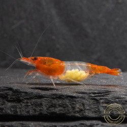 Tangerine Dream Rili Shrimp - High Grade