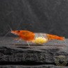 Tangerine Dream Rili Shrimp - High Grade