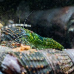 Jade Green Neocaridina Shrimp at Shrimp Cove Buy Now UK