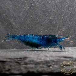 Blue Dream Shrimp – Vibrant Neocaridina | Hardy & Peaceful Shrimp