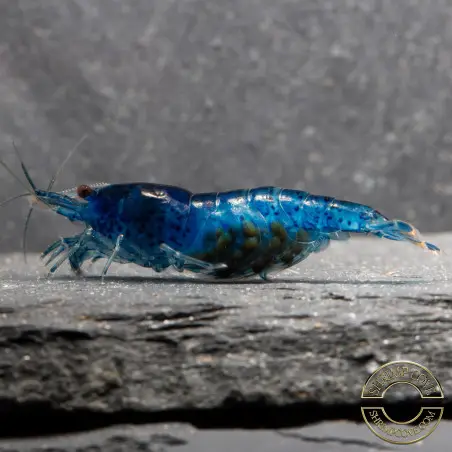 Blue Dream Shrimp – Vibrant Neocaridina | Hardy & Peaceful Shrimp