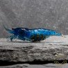 Blue Dream Shrimp – Vibrant Neocaridina | Hardy & Peaceful Shrimp