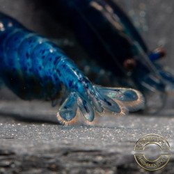 Blue Dream Shrimp – Vibrant Neocaridina | Hardy & Peaceful Shrimp