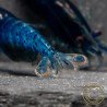 Blue Dream Shrimp – Vibrant Neocaridina | Hardy & Peaceful Shrimp