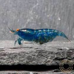 Shrimpfy OE Blue & Green  Neocaridina Shrimp Buy Now at Shrimp Cove