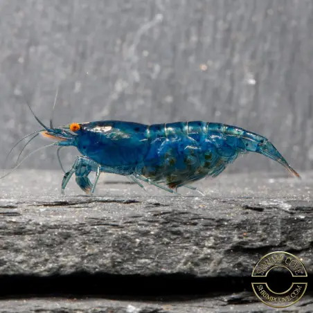 Shrimpfy OE Blue & Green  Neocaridina Shrimp Buy Now at Shrimp Cove