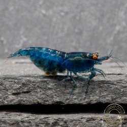 Shrimpfy OE Blue & Green  Neocaridina Shrimp Buy Now at Shrimp Cove