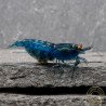 Shrimpfy OE Blue & Green  Neocaridina Shrimp Buy Now at Shrimp Cove