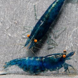 Shrimpfy OE Blue & Green  Neocaridina Shrimp Buy Now at Shrimp Cove