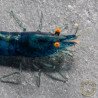 Shrimpfy OE Blue & Green  Neocaridina Shrimp Buy Now at Shrimp Cove