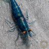 Shrimpfy OE Blue & Green  Neocaridina Shrimp Buy Now at Shrimp Cove