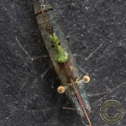 Pinocchio Shrimp Non Crossbreeding Shrimp