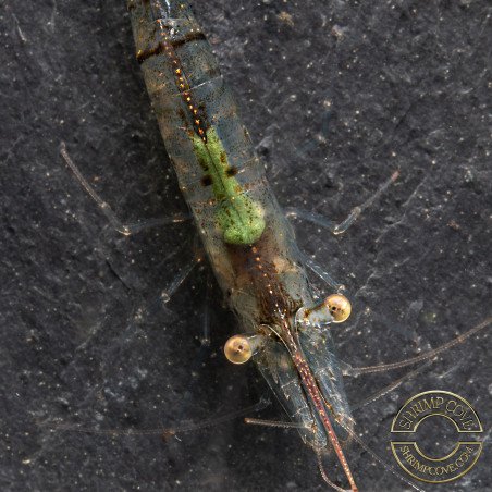 Pinocchio Shrimp Non Crossbreeding Shrimp