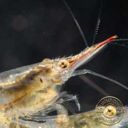 Pinocchio Shrimp Non Crossbreeding Shrimp