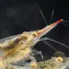 Pinocchio Shrimp Non Crossbreeding Shrimp