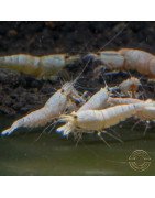 PWLPure White Line Caridina Shrimp Buy Now At Shrimp Cove