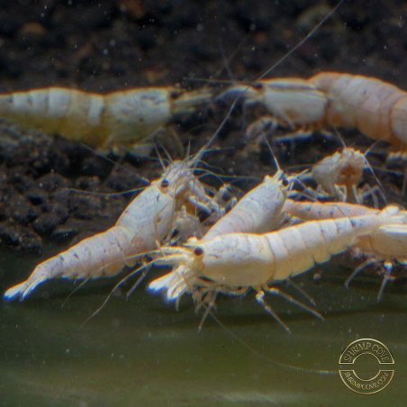 PWLPure White Line Caridina Shrimp Buy Now At Shrimp Cove