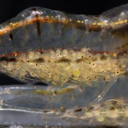 Pinocchio Shrimp Non Crossbreeding Shrimp