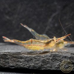 Pinocchio Shrimp Non Crossbreeding Shrimp