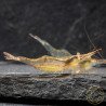 Pinocchio Shrimp Non Crossbreeding Shrimp