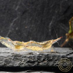 Pinocchio Shrimp Non Crossbreeding Shrimp