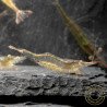 Pinocchio Shrimp Non Crossbreeding Shrimp