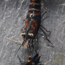 Blue NeoRainbow Neocaridina Shrimp | UK-Bred | Shrimp Cove