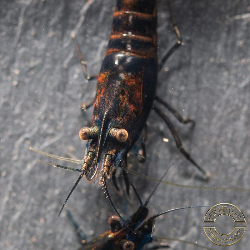 Blue NeoRainbow Neocaridina Shrimp | UK-Bred | Shrimp Cove