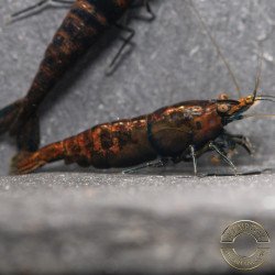 Blue NeoRainbow Neocaridina Shrimp | UK-Bred | Shrimp Cove