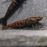 Blue NeoRainbow Neocaridina Shrimp | UK-Bred | Shrimp Cove