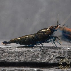 Blue NeoRainbow Neocaridina Shrimp | UK-Bred | Shrimp Cove