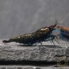 Blue NeoRainbow Neocaridina Shrimp | UK-Bred | Shrimp Cove