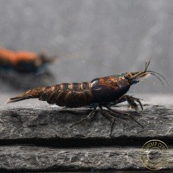 Blue NeoRainbow Neocaridina Shrimp | UK-Bred | Shrimp Cove