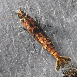 Blue NeoRainbow Neocaridina Shrimp | UK-Bred | Shrimp Cove