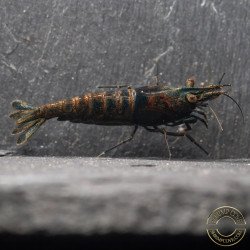 Blue NeoRainbow Neocaridina Shrimp | UK-Bred | Shrimp Cove