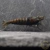 Blue NeoRainbow Neocaridina Shrimp | UK-Bred | Shrimp Cove