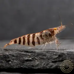 OE Zebra Babaulti Shrimp Non-Crossbreeding