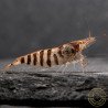 OE Zebra Babaulti Shrimp Non-Crossbreeding