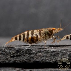OE Zebra Babaulti Shrimp Non-Crossbreeding