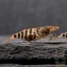 OE Zebra Babaulti Shrimp Non-Crossbreeding