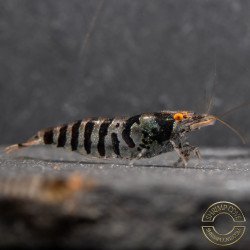 OE Zebra Babaulti Shrimp Non-Crossbreeding