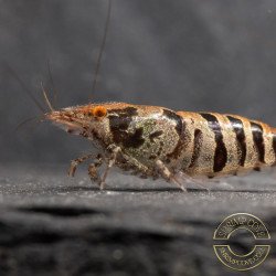 OE Zebra Babaulti Shrimp Non-Crossbreeding