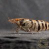 OE Zebra Babaulti Shrimp Non-Crossbreeding