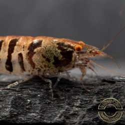 OE Zebra Babaulti Shrimp Non-Crossbreeding