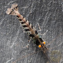 OE Zebra Babaulti Shrimp Non-Crossbreeding